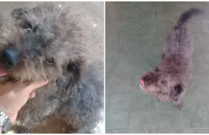 Família encontra cão perdido em Patos e procura responsável para devolver. Telefone: (83) 99971-5919