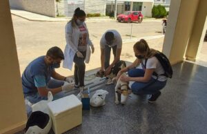 Projeto desenvolvido por juiz de Itaporanga vacina animais de rua contra a raiva