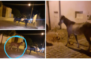 Homem procura seu cavalo que está desaparecido em Patos