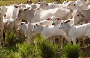 Segunda etapa de vacinação contra a febre aftosa é prorrogada até 31 de dezembro na Paraíba