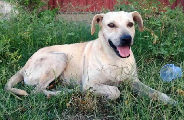 cachorro