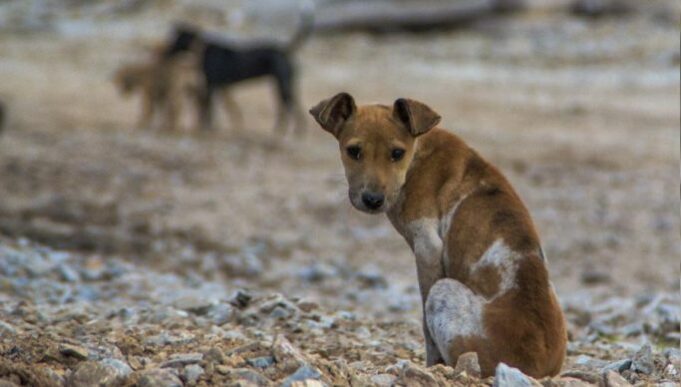 Animais-abandonas-nas-ruas-683x388