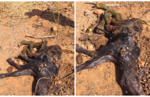 Bezerro nasce com seis patas, em Pombal. Animal não resistiu
