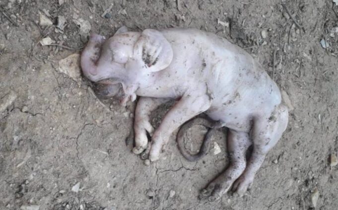 porco-elefante-cachoeiradosindios-e1610735277723