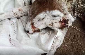 Bezerra nasce com duas cabeças e sobrevive por dois dias, em Patos. Vídeos