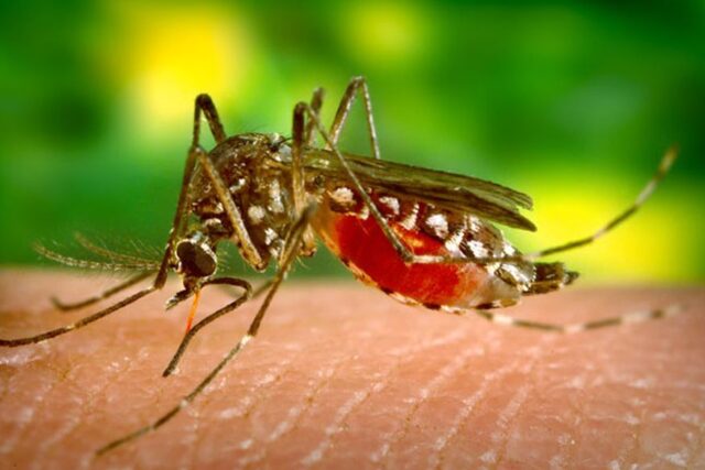 dengue