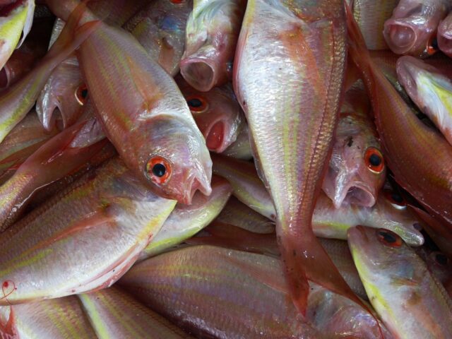 peixes