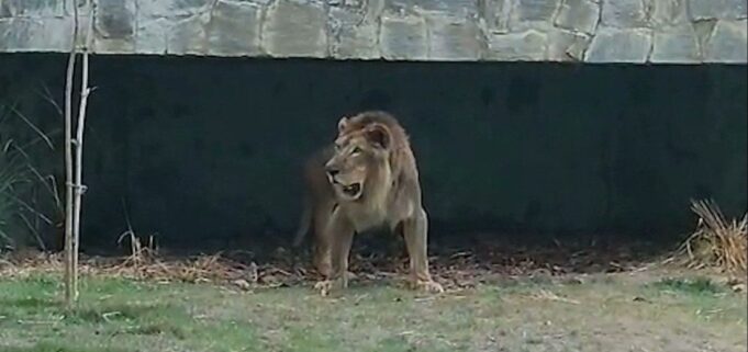 simba-e1616796885314