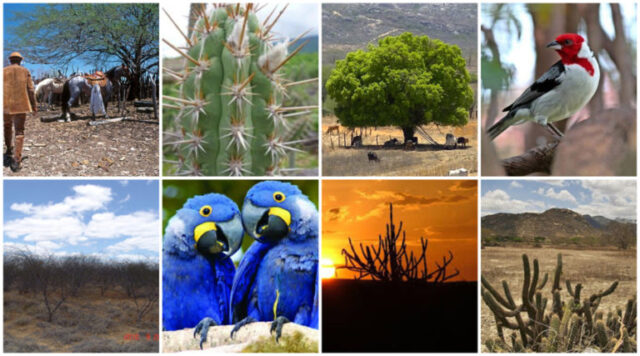 caatinga-768x427