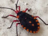 Longhorn beetle - Arthropod