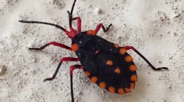 longhorn-beetle Longhorn beetle - Arthropod