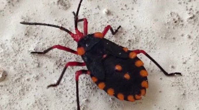 Longhorn beetle - Arthropod