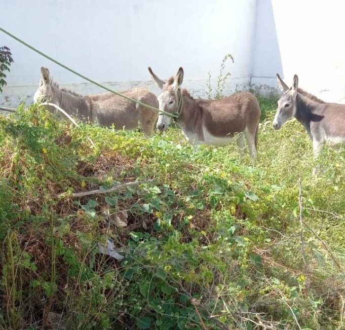 60ecdd5e5490b_WhatsApp_Image_2021-07-12_at_11.04.50_(1)