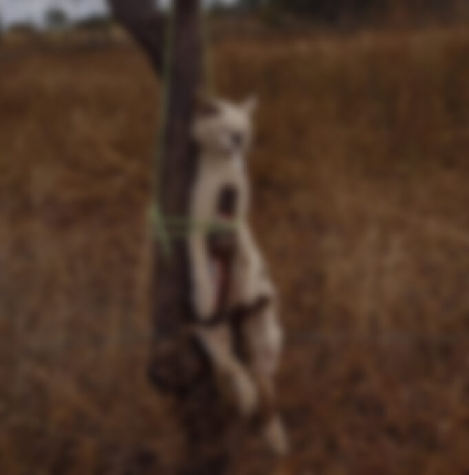 abrigoanimaissemrumo_212387022_4669350916428135_1632959039826234139_n