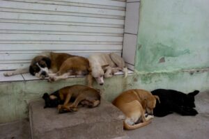 animais-abandonados