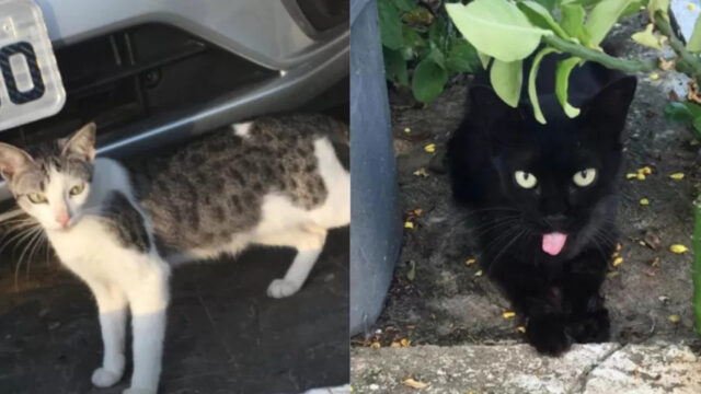 fotos-de-dois-dos-gatos-que-vivem-em-condominio-de-joao-pessoa-e-correm-risco-de-ser-expulsos-162863