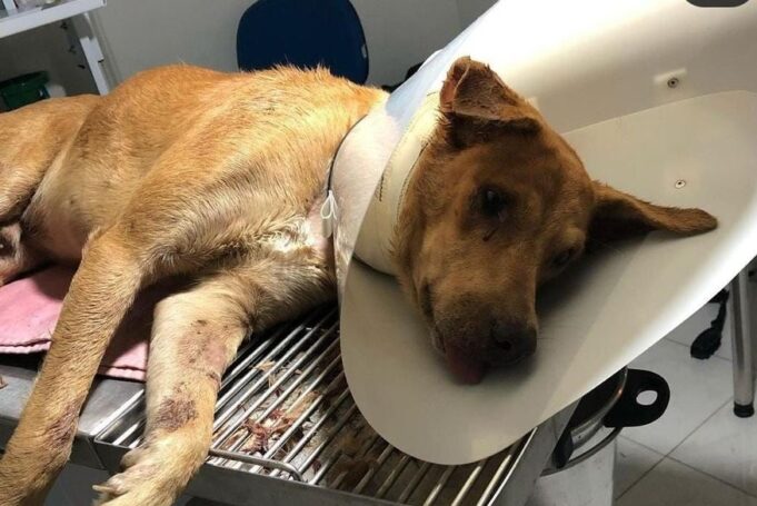 cachorro_viotorioso_que_foi_esfaqueado_em_vista_serran-reproducao