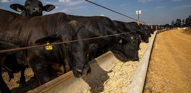 criacao-de-gado-de-corte-em-confinamento-1621370975517_v2_615x300