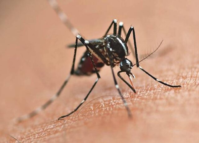 news-interna-dengue-picada