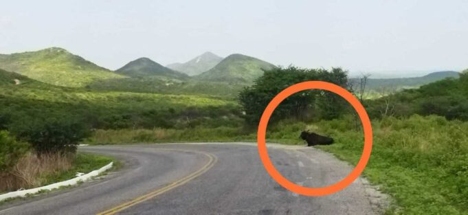 Animais-na-rodovia-1