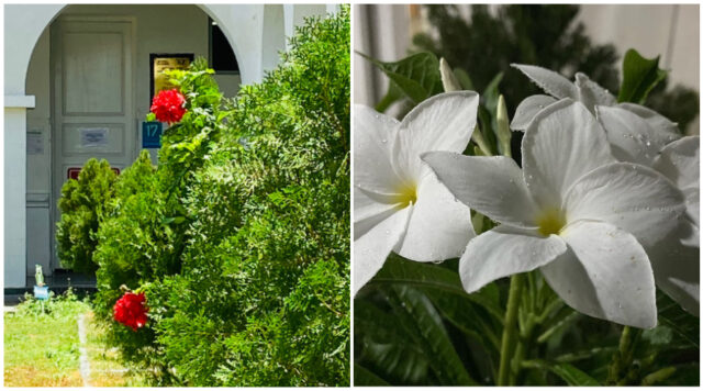 jardins