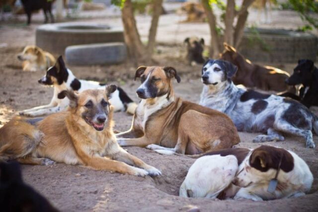 Animais-2