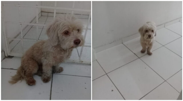 poodle