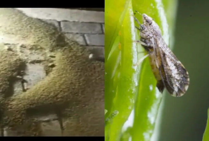 csm_insetos_em_santa_helena_paraiba_2e1675f394