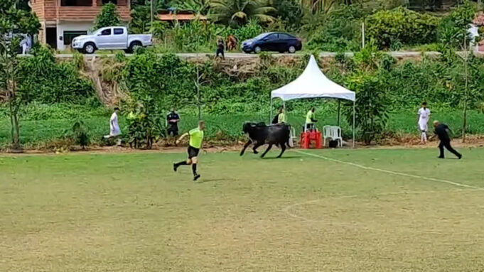 vw-invasao-vaca. Touro corre desgovernado dentro de campo, enquanto um dos árbitros tenta fugir — Foto: reprodução/Instituto Investindo no Futuro Areial-PB