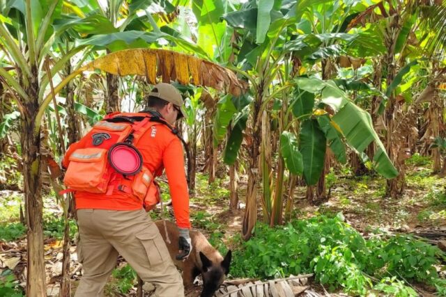 bananeiras___foto_corpo_de_bombeiros