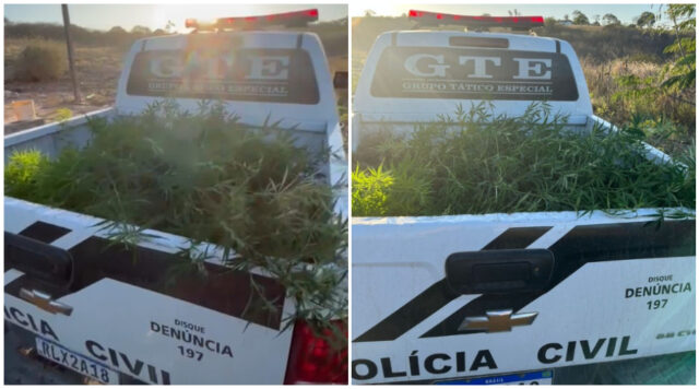 maconha