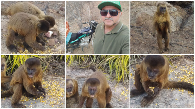 macacos
