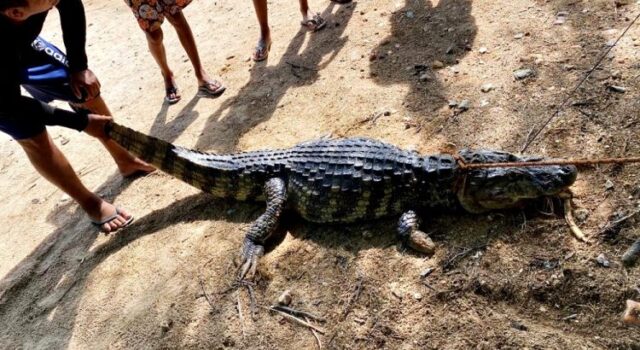 jacare-encontrado-em-Sao-Goncalo-05.02.2024-750x410