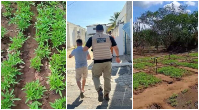 maconha