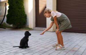 Lar temporário: como acolher um pet encontrado na rua?