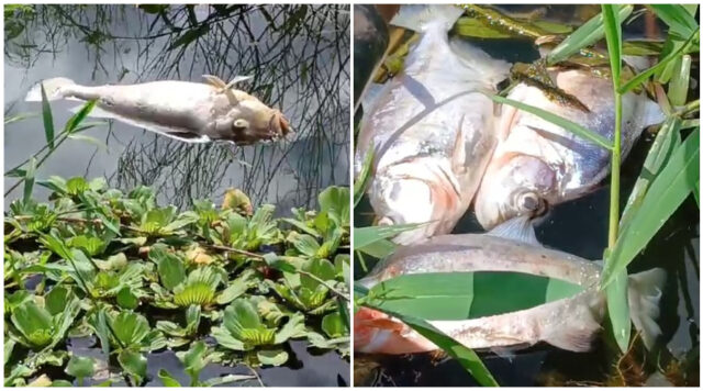 peixes