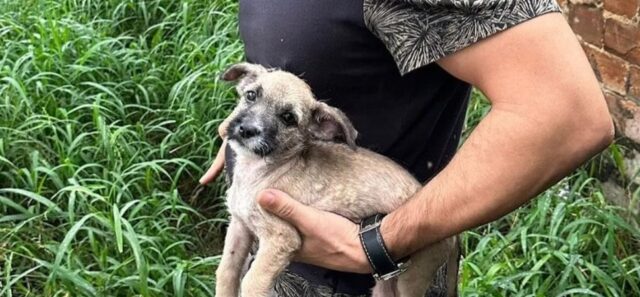imagens_cachorrinho-resgatado-apos-maus-tratos