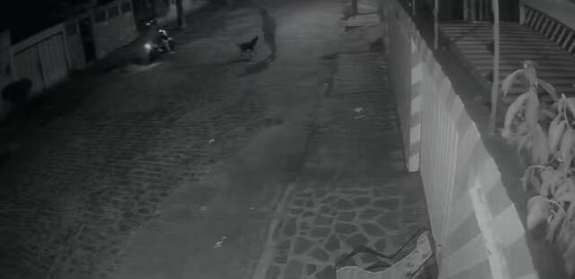 cachorro-disparo