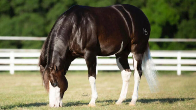 cavalo-genesis-66-divulgacao-haras-monte-siao