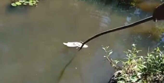 89108f0a5d839acecd3918ea