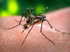 Paraíba registra queda de quase 50% em casos de dengue em comparação ao mesmo período de 2024