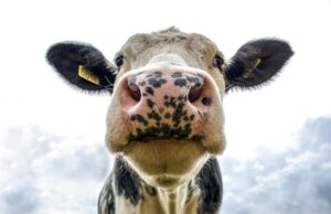 Como Funciona o Jogo do Bicho da Loteria Federal