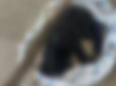 Homem é preso após matar cachorro a pauladas em Princesa Isabel. Vídeo