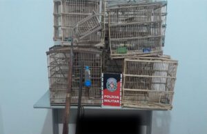 Polícia Militar apreende armas de fogo em Teixeira