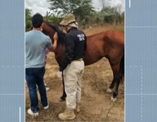 cavalo-resgatado