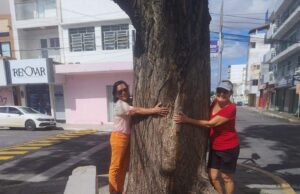 Ação Popular Ambiental consegue decisão judicial para impedir retirada de craibeira no centro de Patos