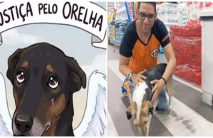 Após caso Orelha, ativista cobra lei estadual para proteção de animais comunitários na Paraíba