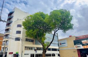 Retirada de craibeira centenária no centro de Patos visa segurança e terá compensação ambiental