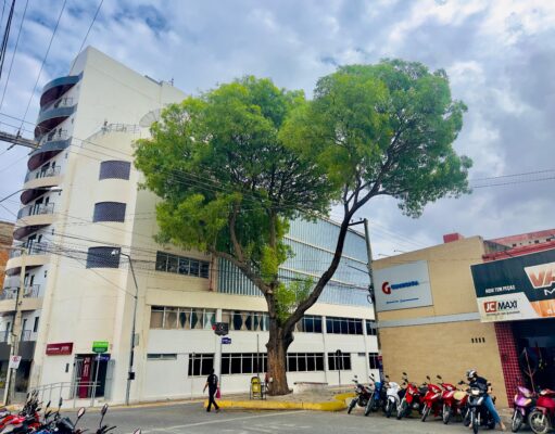 Sudema descarta risco e impede corte de craibeira centenária pela Prefeitura de Patos