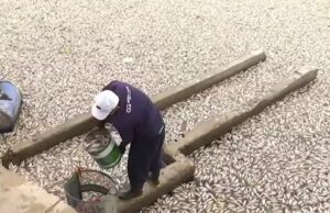 IPC adia divulgação de perícia dos peixes mortos no Açude Velho, em Campina Grande